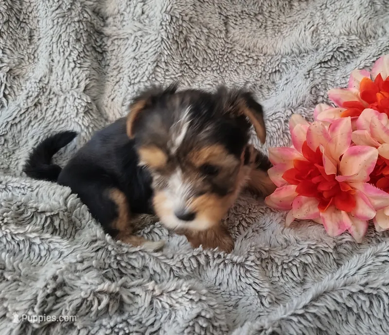 Spencer – Yorkshire Terrier puppy for sale in Chuckey, TN