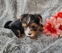 Spencer, a male Yorkshire Terrier for sale in Chuckey, TN – 3 of 7