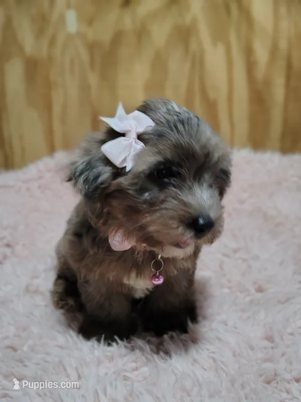 Pebbles – Yorkshire Terrier puppy for sale in Chuckey, TN