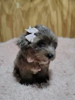 Pebbles, a female Yorkshire Terrier for sale in Chuckey, TN – 3 of 7
