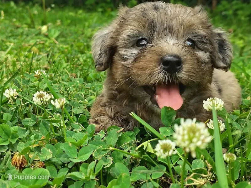 Pebbles – Yorkshire Terrier puppy for sale in Chuckey, TN