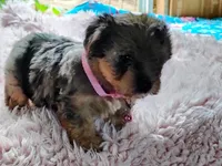 Nikki, a female Yorkshire Terrier for sale in Chuckey, TN – 1 of 7