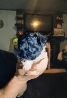 Sparkles, a female Yorkipoo for sale in Chuckey, TN – 3 of 6