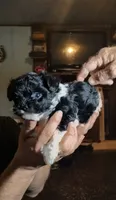 Sparkles, a female Yorkipoo for sale in Chuckey, TN – 2 of 6