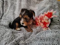 Spencer, a male Yorkshire Terrier for sale in Chuckey, TN – 7 of 7