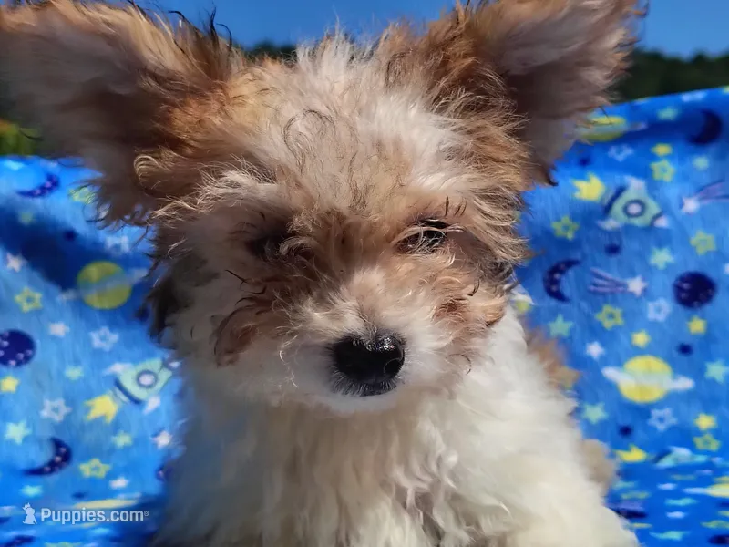 Little bit – Yorkipoo puppy for sale in Chuckey, TN
