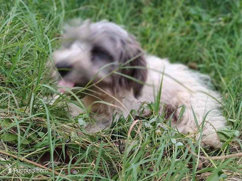 Buttons – Yorkshire Terrier puppy for sale in Chuckey, TN