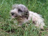 Buttons, a female Yorkshire Terrier for sale in Chuckey, TN – 2 of 5