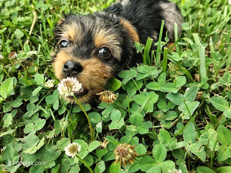 Raleigh – Yorkshire Terrier puppy for sale in Chuckey, TN