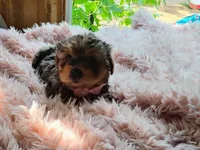 Nikki, a female Yorkshire Terrier for sale in Chuckey, TN – 2 of 7