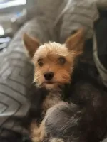 Pebbles, a female Yorkshire Terrier for sale in Chuckey, TN – 7 of 7