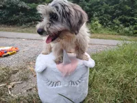 Buttons, a female Yorkshire Terrier for sale in Chuckey, TN – 5 of 5