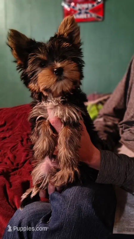Spencer – Yorkshire Terrier puppy for sale in Chuckey, TN