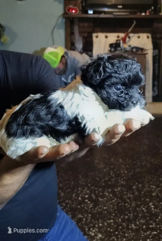 Sparkles – Yorkipoo puppy for sale in Chuckey, TN
