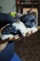 Sparkles, a female Yorkipoo for sale in Chuckey, TN – 1 of 6