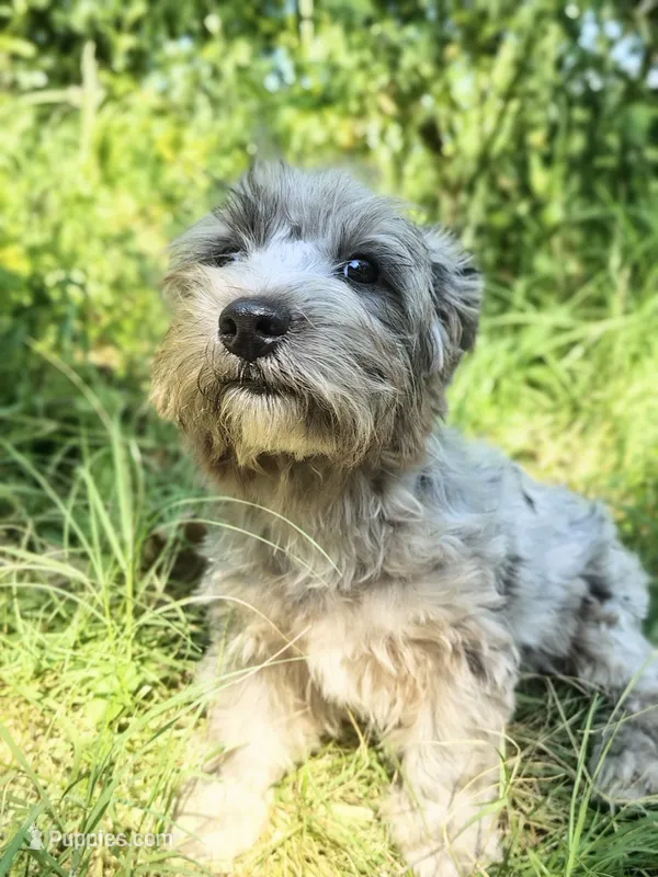 Pebbles – Yorkshire Terrier puppy for sale in Chuckey, TN