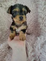 Raleigh, a female Yorkshire Terrier for sale in Chuckey, TN – 4 of 7