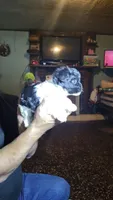 Sparkles, a female Yorkipoo for sale in Chuckey, TN – 5 of 6