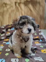 Wiggles, a male Yorkshire Terrier for sale in Chuckey, TN – 2 of 6