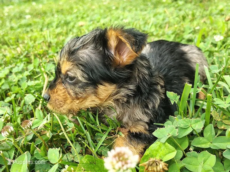 Raleigh – Yorkshire Terrier puppy for sale in Chuckey, TN