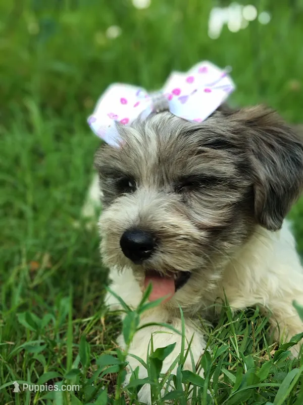 Buttons – Yorkshire Terrier puppy for sale in Chuckey, TN