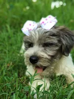 Buttons, a female Yorkshire Terrier for sale in Chuckey, TN – 1 of 5