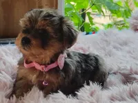 Nikki, a female Yorkshire Terrier for sale in Chuckey, TN – 5 of 7