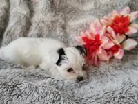 Tiny love, a female Yorkshire Terrier for sale in Chuckey, TN – 2 of 6