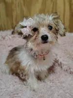 Carmel, a female Yorkipoo for sale in Chuckey, TN – 4 of 9