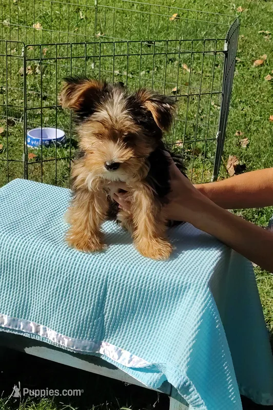 Skip – Yorkshire Terrier puppy for sale in Chuckey, TN