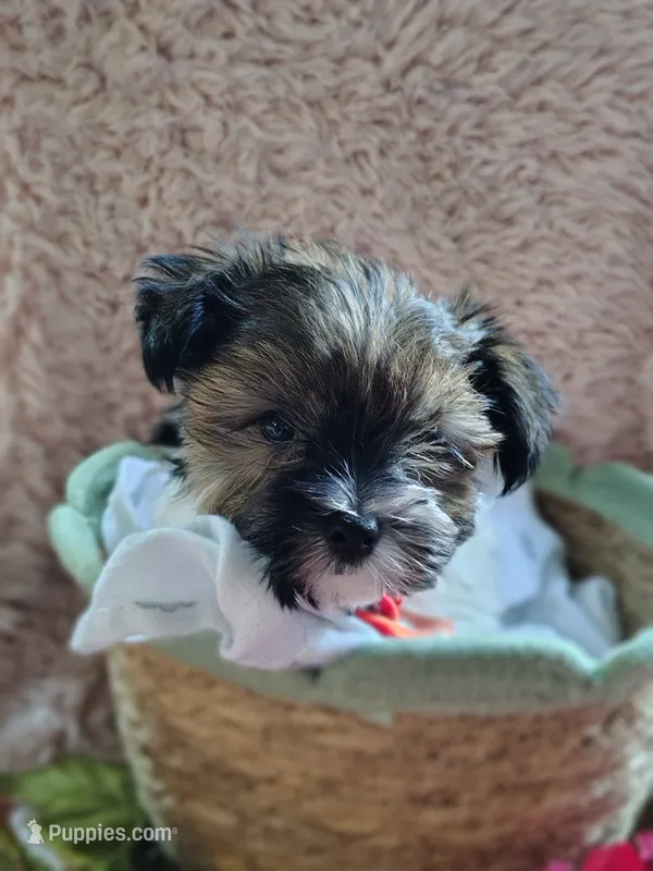 Mr cuddles – Yorkshire Terrier puppy for sale in Chuckey, TN
