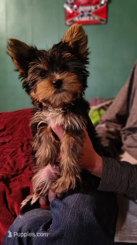 Spencer – Yorkshire Terrier puppy for sale in Chuckey, TN