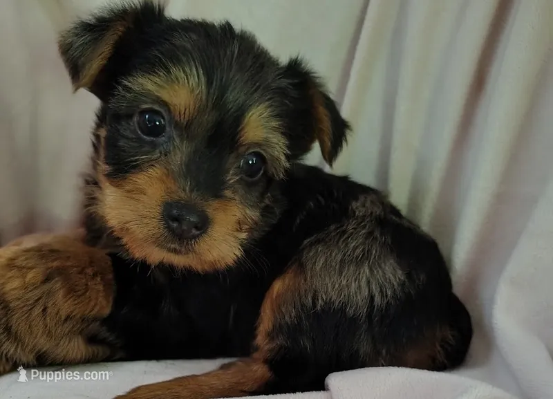 Raleigh – Yorkshire Terrier puppy for sale in Chuckey, TN