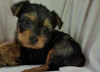 Raleigh, a female Yorkshire Terrier for sale in Chuckey, TN – 1 of 7