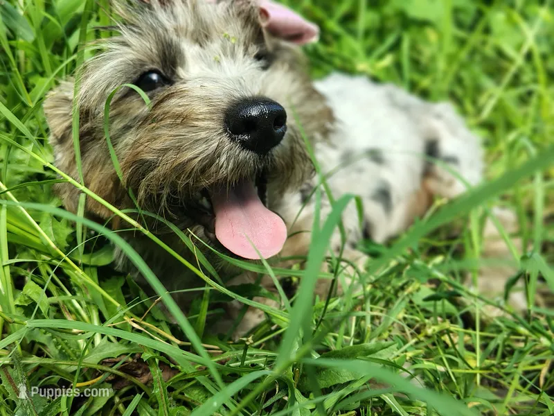 Pebbles – Biewer puppy for sale in Chuckey, TN
