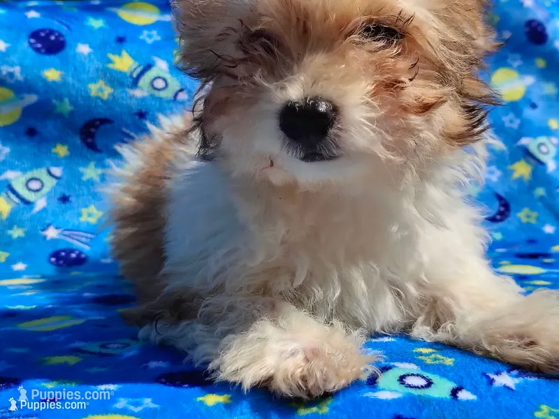 Little bit – Yorkipoo puppy for sale in Chuckey, TN
