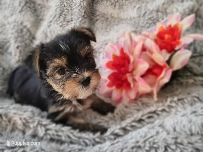 Little china doll – Yorkshire Terrier puppy for sale in Chuckey, TN