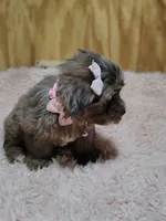Pebbles, a female Yorkshire Terrier for sale in Chuckey, TN – 4 of 7