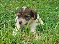 Wiggles, a female Yorkshire Terrier for sale in Chuckey, TN – 3 of 7