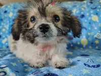 Little bit, a female Yorkipoo for sale in Chuckey, TN – 4 of 4