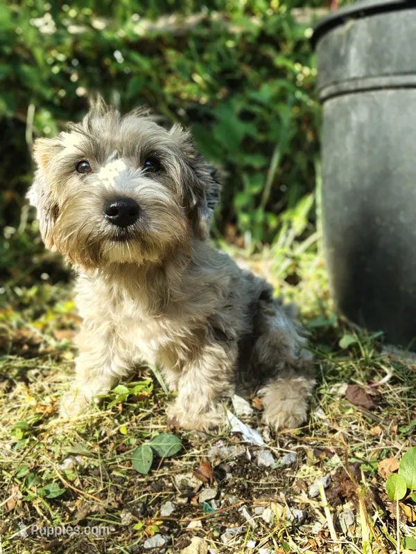 Pebbles – Yorkshire Terrier puppy for sale in Chuckey, TN