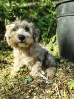 Pebbles, a female Yorkshire Terrier for sale in Chuckey, TN – 1 of 7