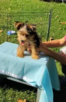 Spencer, a male Yorkshire Terrier for sale in Chuckey, TN – 5 of 9