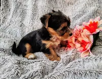 Spencer, a male Yorkshire Terrier for sale in Chuckey, TN – 6 of 7