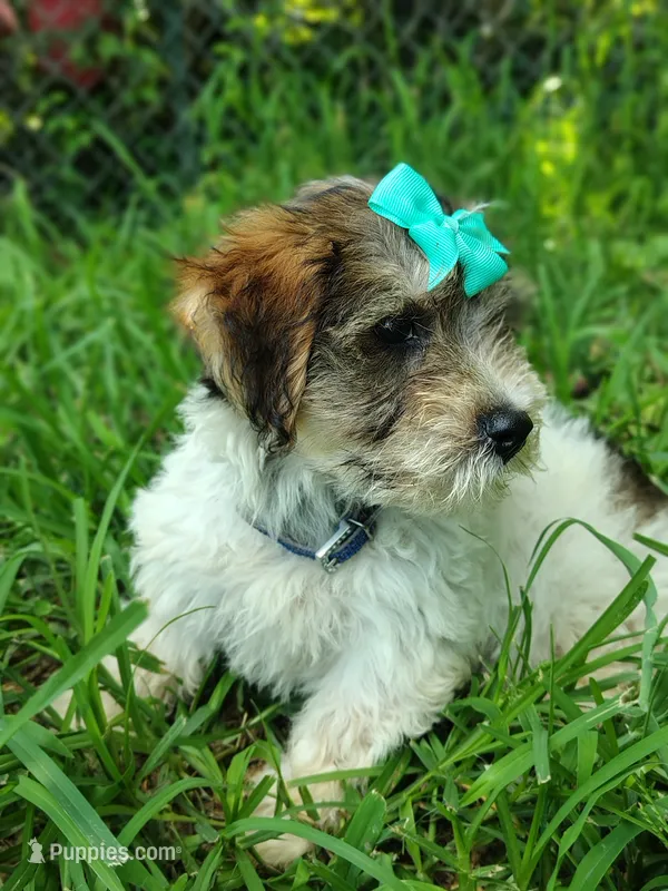 Wiggles – Yorkshire Terrier puppy for sale in Chuckey, TN