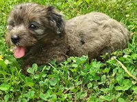 Pebbles, a female Yorkshire Terrier for sale in Chuckey, TN – 5 of 7
