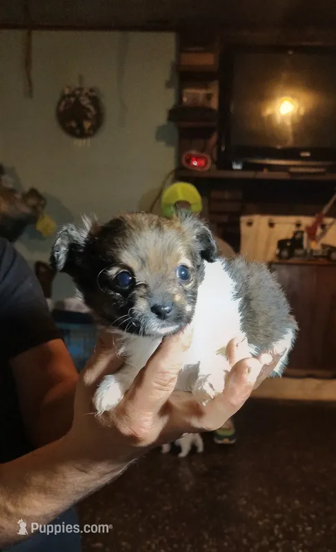 Sparkles – Yorkipoo puppy for sale in Chuckey, TN