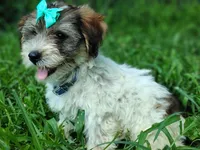 Wiggles sable party, a male Yorkshire Terrier for sale in Chuckey, TN – 2 of 7