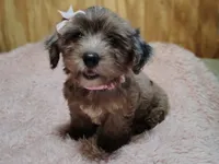 Pebbles, a female Yorkshire Terrier for sale in Chuckey, TN – 1 of 7