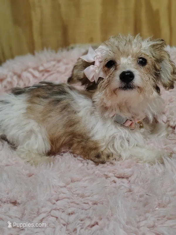 Carmel – Yorkipoo puppy for sale in Chuckey, TN